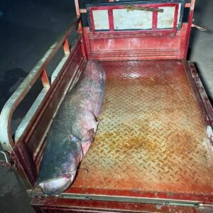 almus barajinda dev yayin baligi avlandi ZGBwRAO7