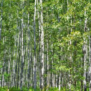 dmmden ormanlarin talan edildigi yonundeki iddialara yanit XWXMETpY