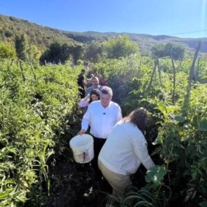 gazidere domatesinde hasat zamani JuRhfT7g