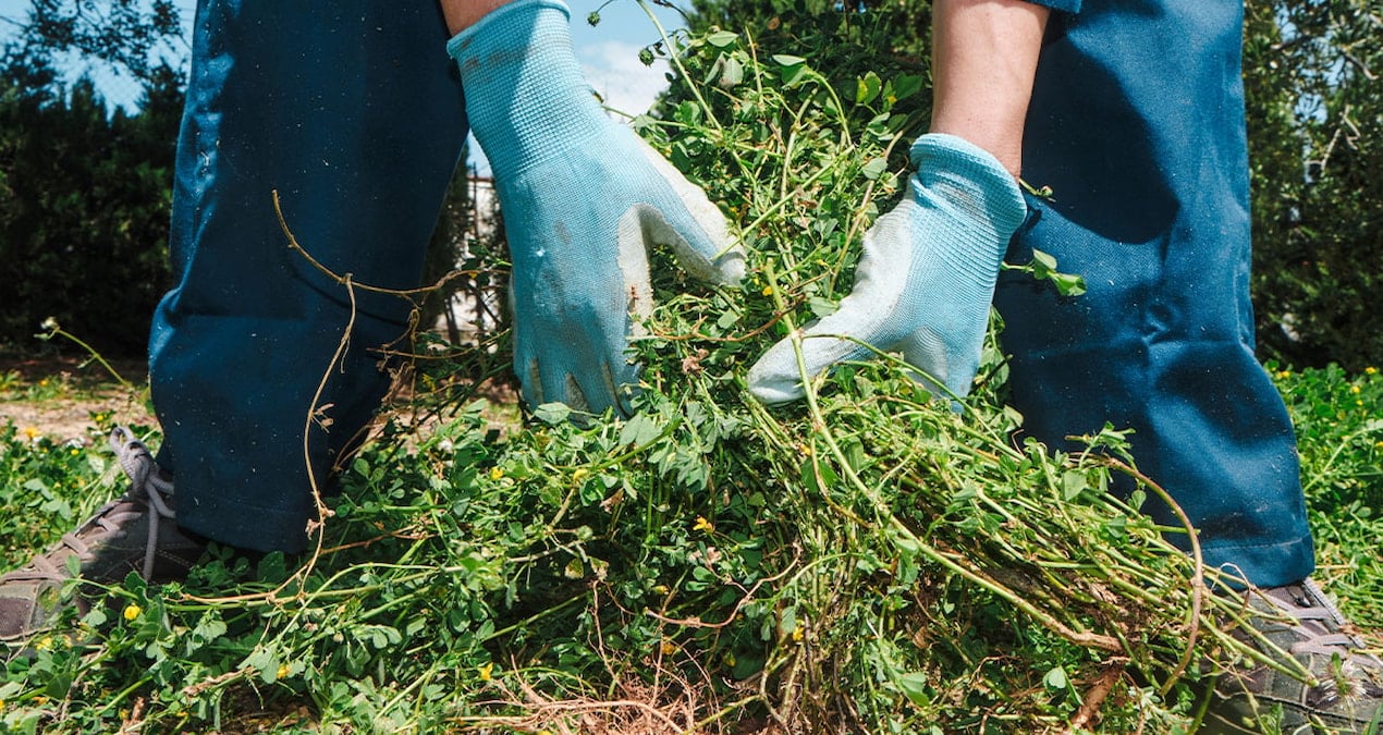 bahcede ot yolarken milyoner oldular laTv15f5