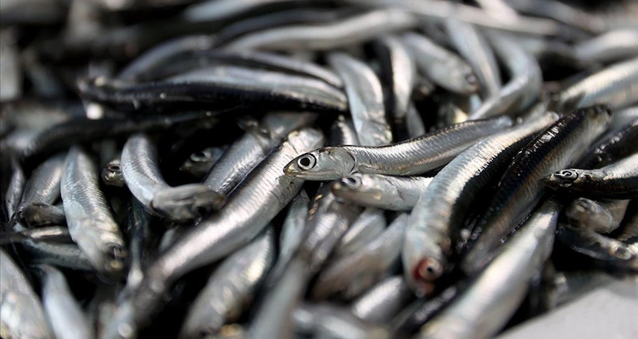 balik sezonu acildi hamsi bollugu yolda 53LAjOCY