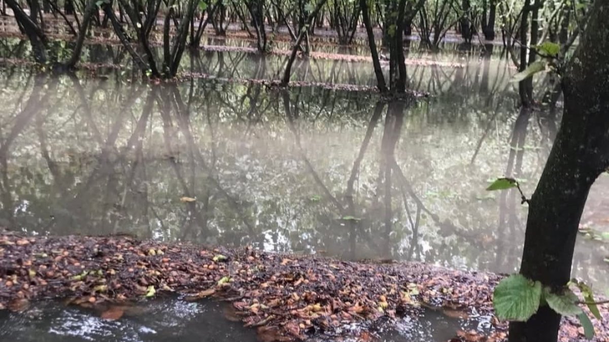 findik hasadina yagis darbesi vXCcjOOM