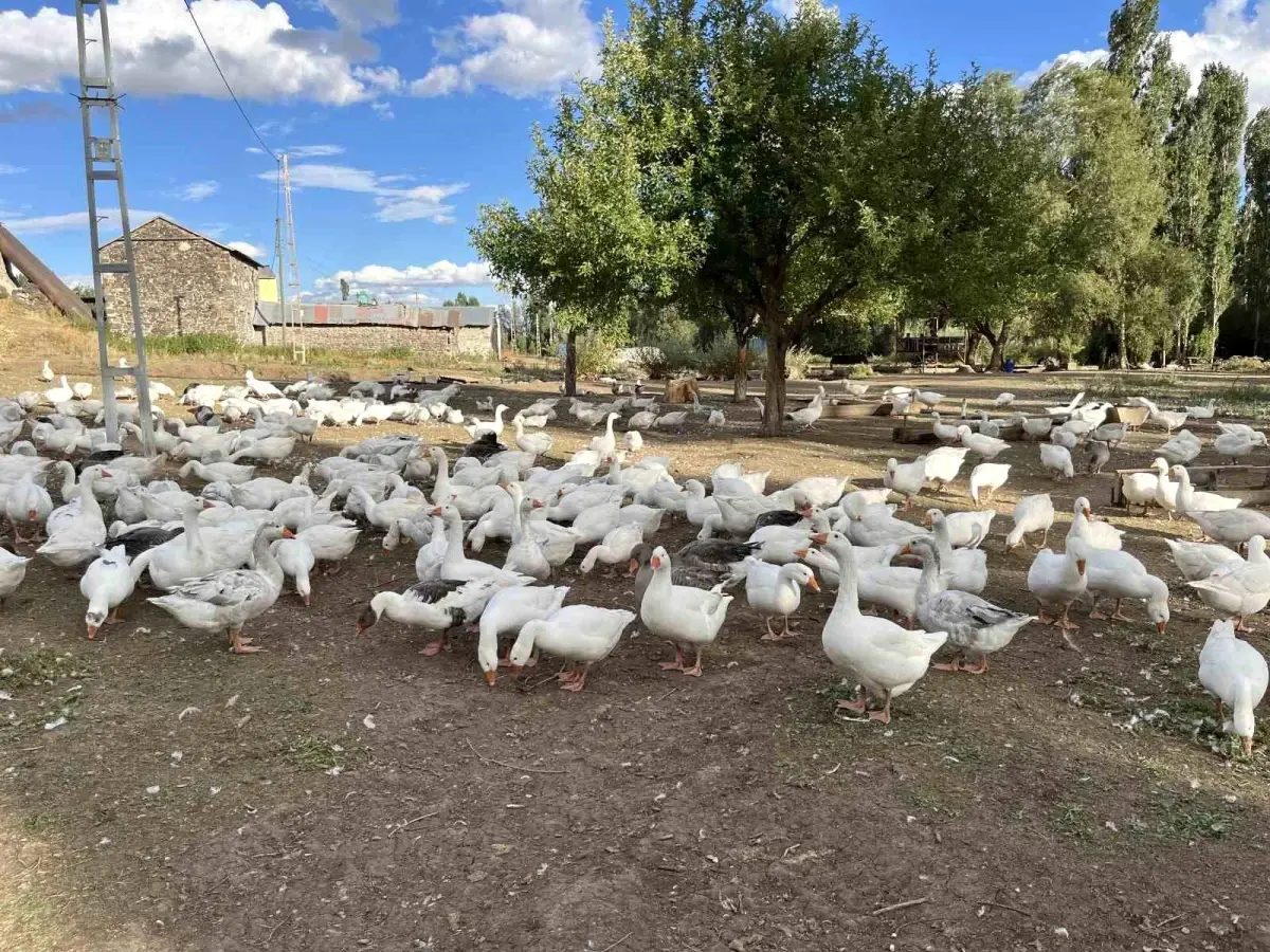 karsta kaz eti hazirliklari basladi h9FF71O7