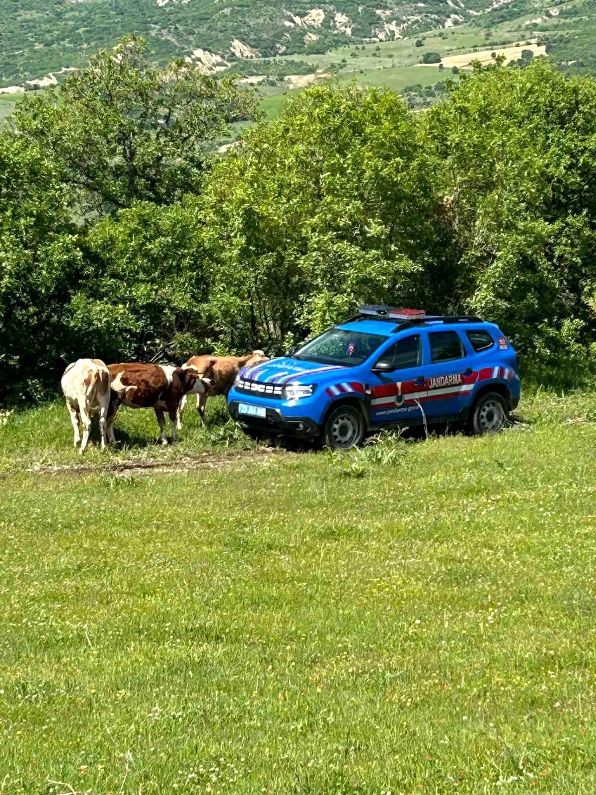 Elazığ’da Kaybolan İnekler Dron ile Tespit Edildi