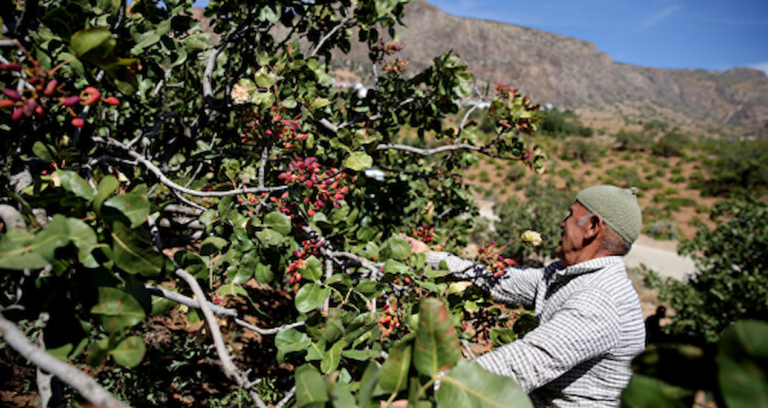 iran-kapilari-kapatti-yesil-altin-turkiyede-kaldi-zarar-cok-buyuk-tJXIV1Je