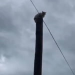kopeklerden-kacarken-canini-zor-kurtardi-9gR66xZv