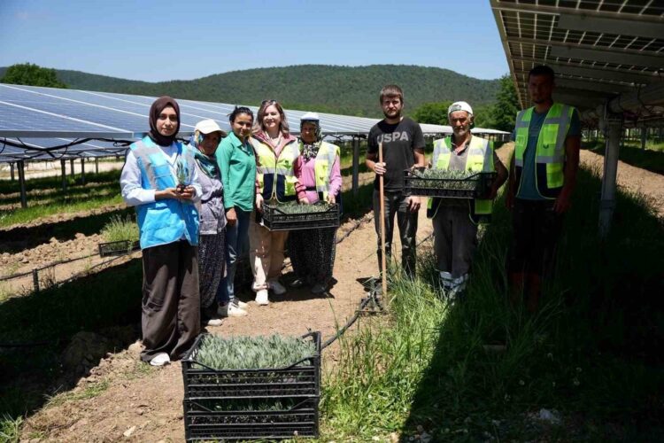 Samsun’da Yenilikçi Agrivoltaik Tarım ile Enerji ve Üretim